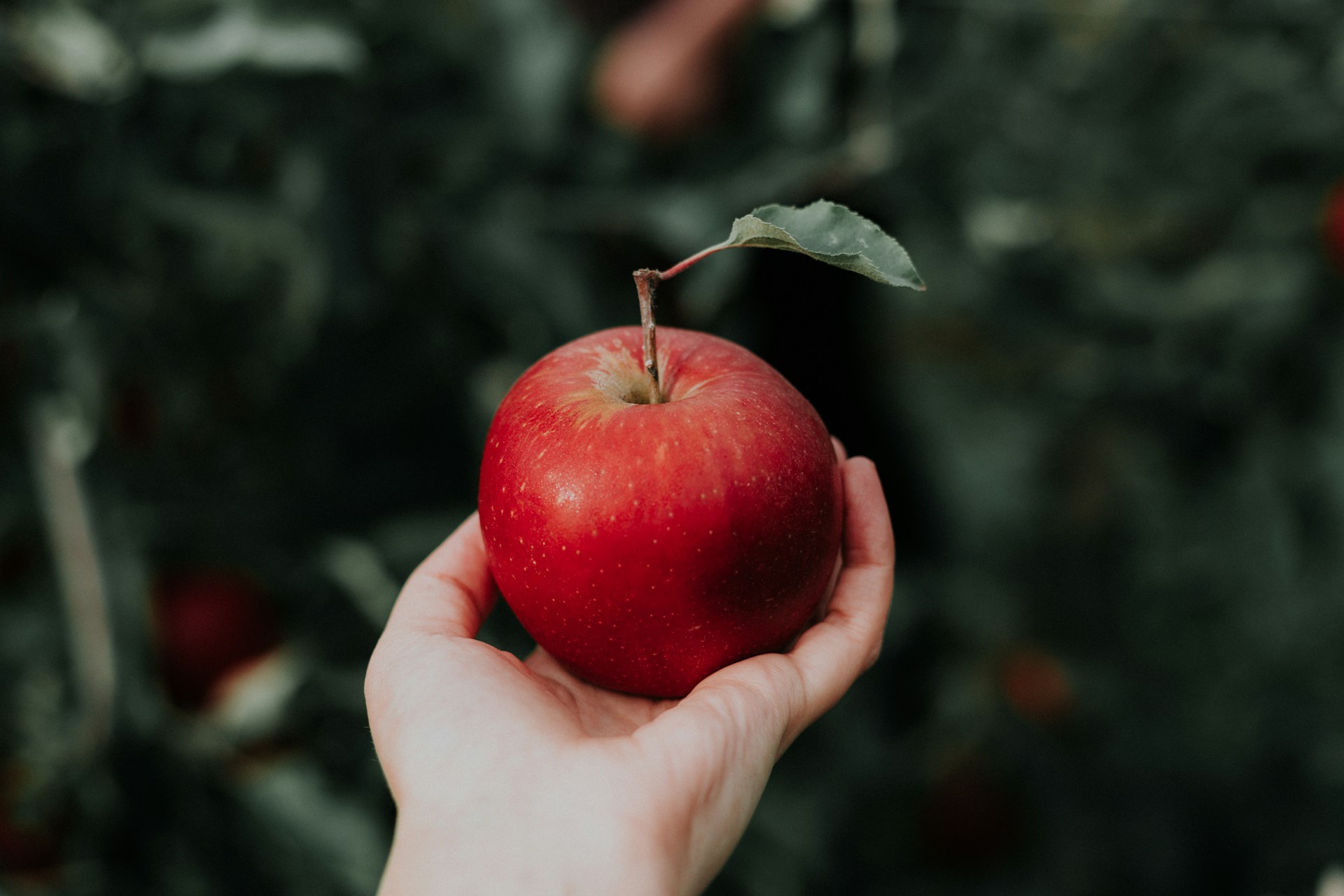 How to store apples