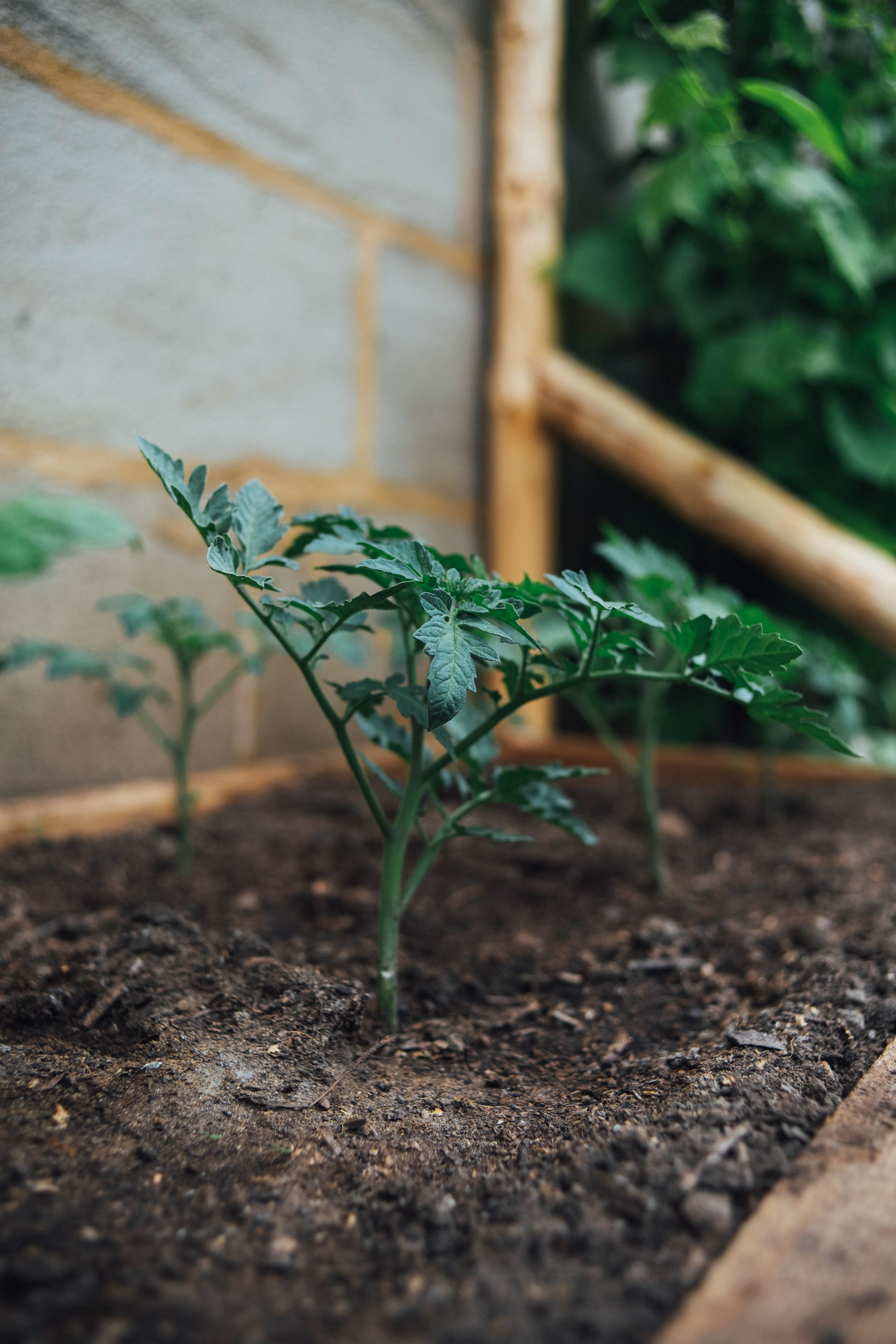 tomato plant